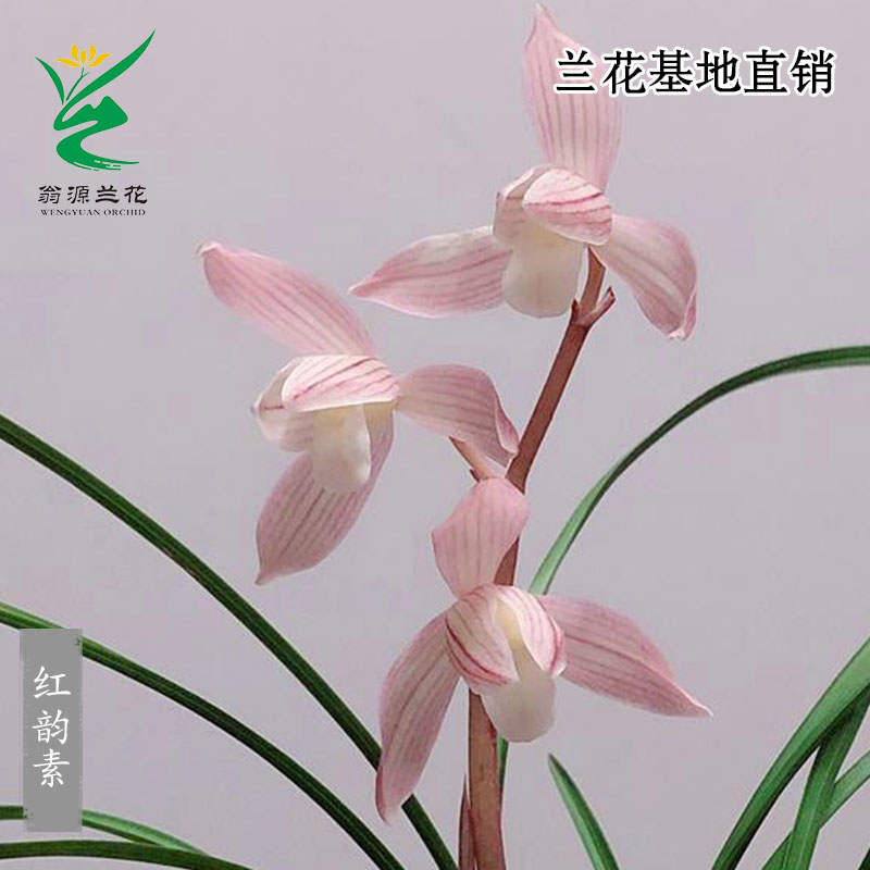 高端春兰莲瓣兰红韵素老种带花香