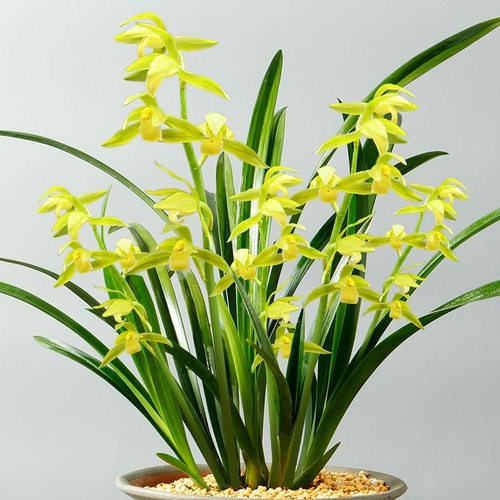 翁源兰花苗超香高端浓香素雅带花