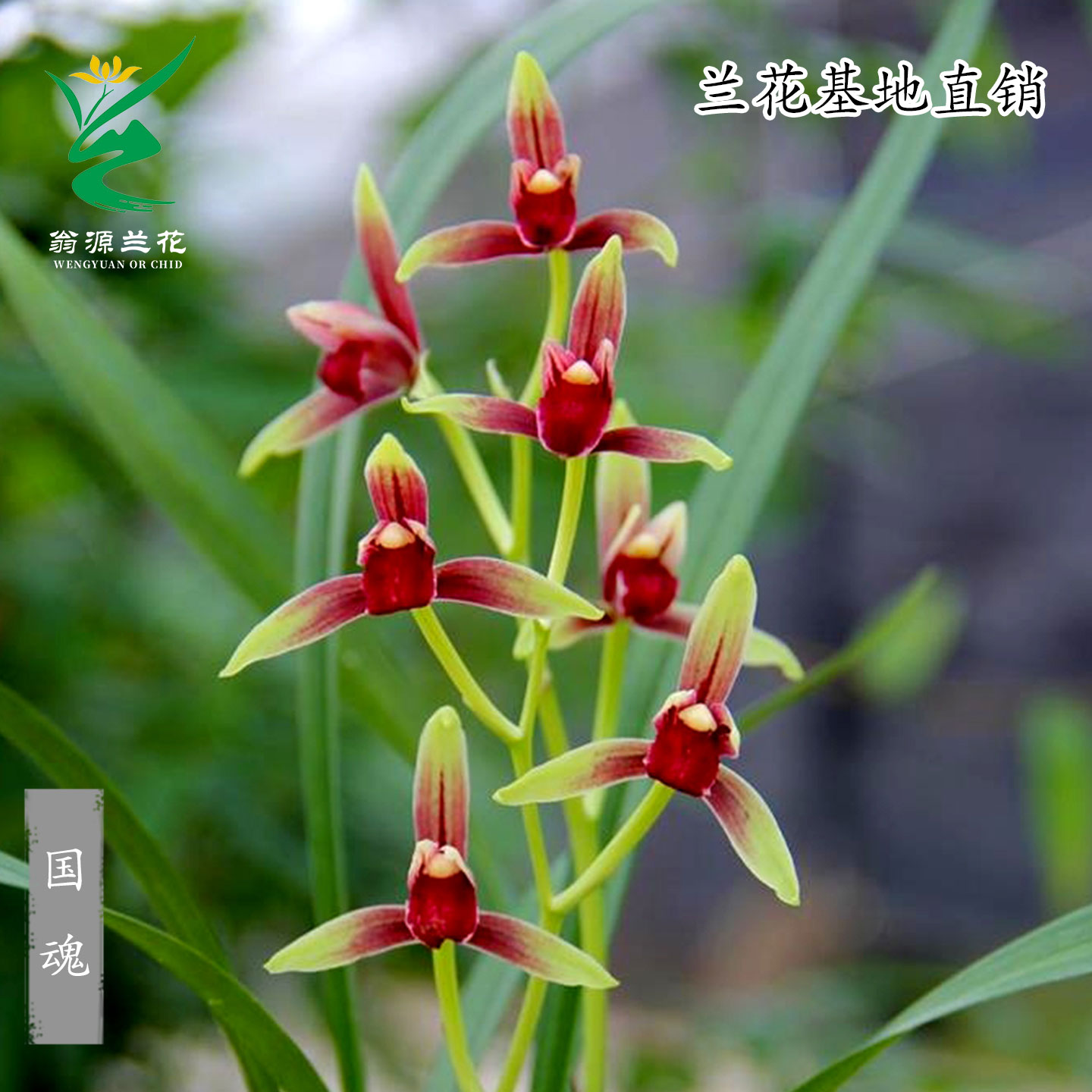 高端兰花苗建兰国魂红素带花浓香