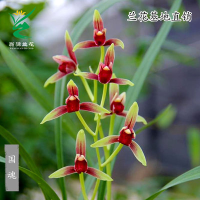 高端兰花苗建兰国魂红素带花浓香