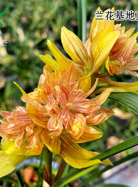 翁源兰花高端春兰奇花黄金奇艳红色花大四季建兰富山奇蝶带花浓香