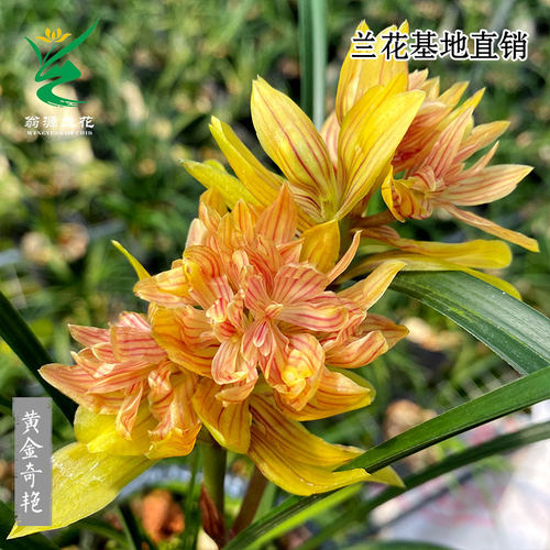 春兰奇花黄金奇艳金黄色花带花香