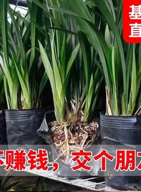 老种墨兰花苗绿叶企黑高大绿翡翠四季建兰黄金小神童带花浓香好养