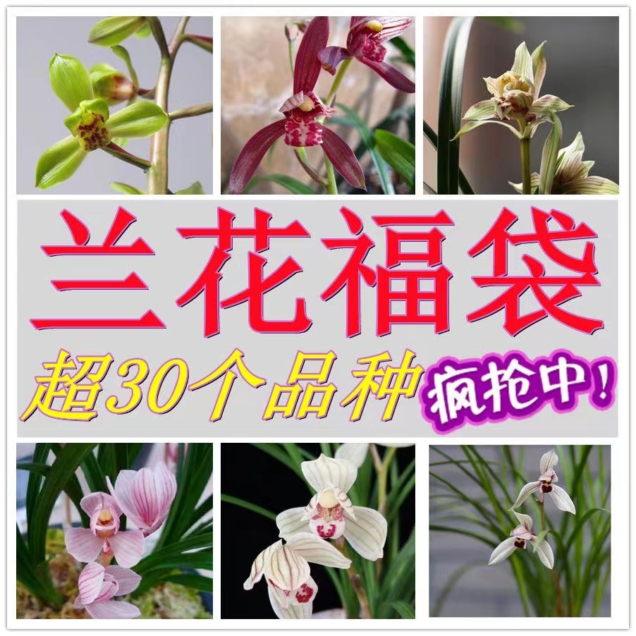 翁源兰花苗【新手随机福袋】精选好养浓香型室内绿植花卉盆栽 鲜花速递/花卉仿真/绿植园艺 国兰/杂交兰/洋兰类 原图主图