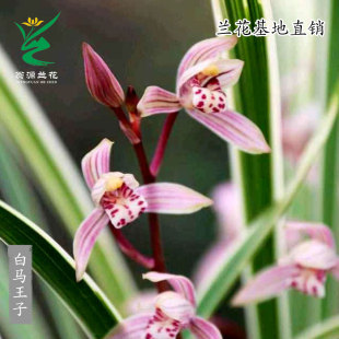 翁源高端四季建兰瓷白中透艺草白马王子老种市长红花带花浓香好养