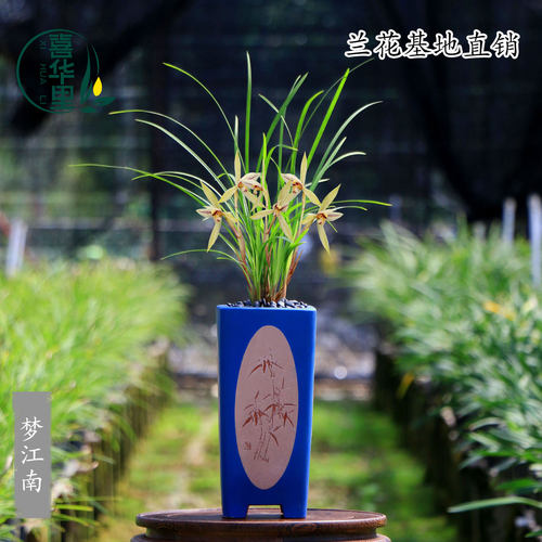 高端翁源兰花苗春兰细叶梦江南