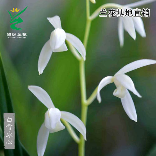 高端老种四季建兰白雪冰心带花香