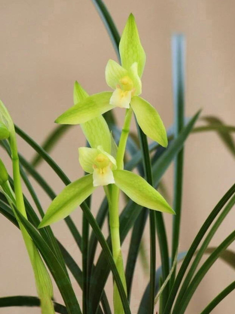 【团购】翁源兰花【慈恩素】春兰素花精品室内好养绿植花卉盆栽