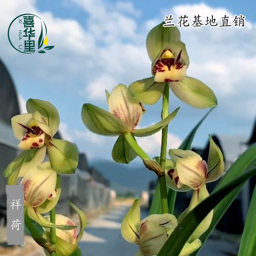 翁源兰花苗四季兰建兰祥荷带花香