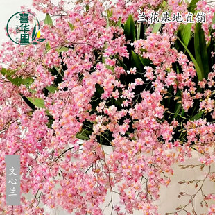 香水文心兰花苗现带花苞梦香兰浓香年宵花卉懒人盆栽植物桌面盆栽