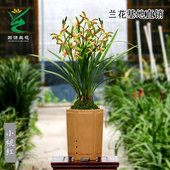 四季 建兰花苗小桃红开花机器带花浓香好养大凤素老种七彩丹霞花卉