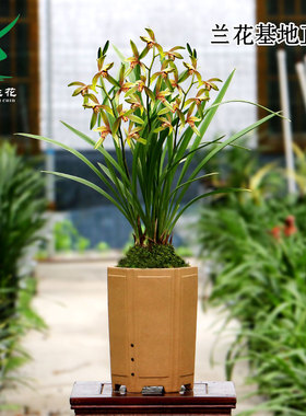 四季建兰花苗小桃红开花机器带花浓香好养大凤素老种七彩丹霞花卉