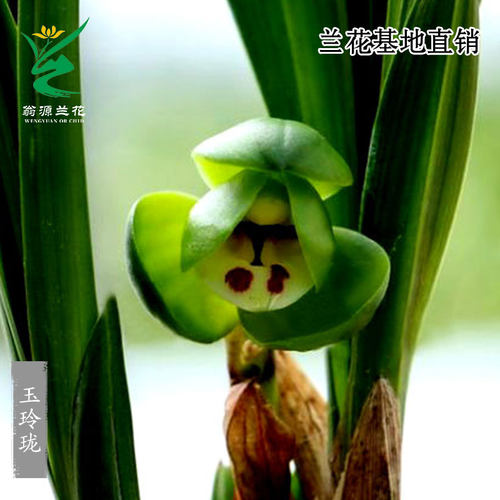 春兰正格荷瓣矮种玉玲珑带花浓香