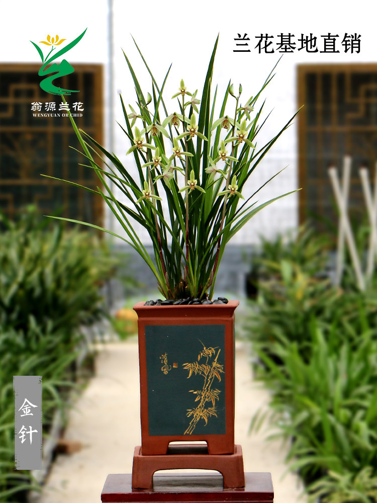 翁源兰花苗建兰铭品金针浓香金边新手很好养室内阳台绿植花卉盆栽
