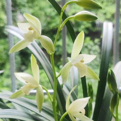 老种四季建兰翁源素带花浓香好养