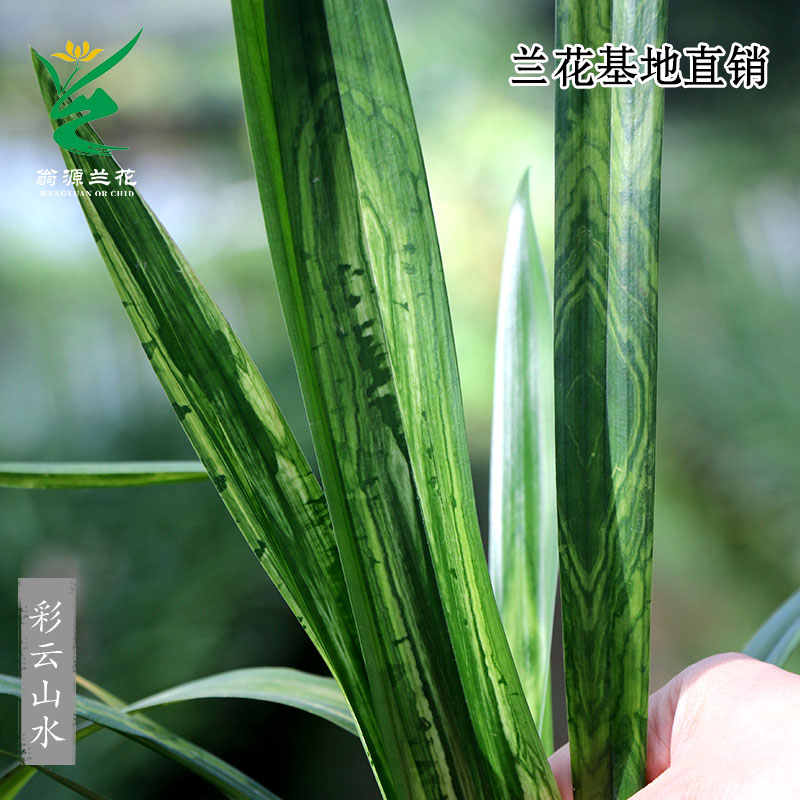 高端墨兰彩云山水图斑艺活艺术香