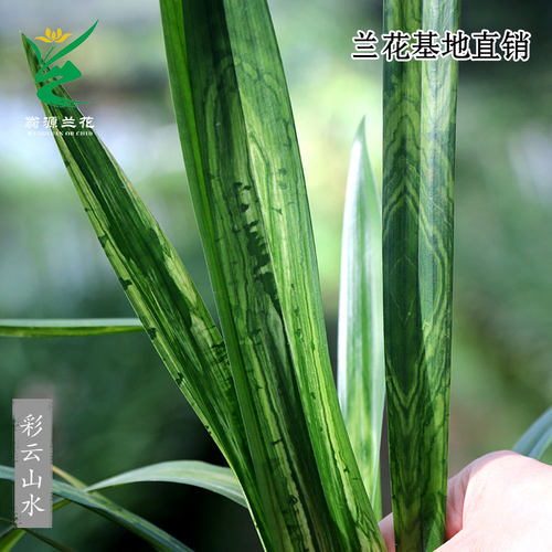 墨兰秋榜彩云山水图斑艺带花浓香