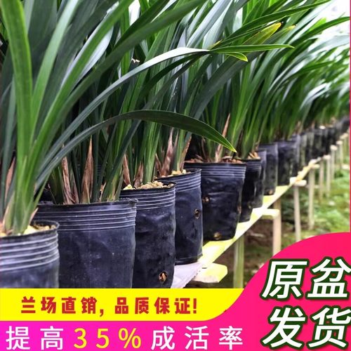 翁源兰花苗正品墨兰企黑金边好养