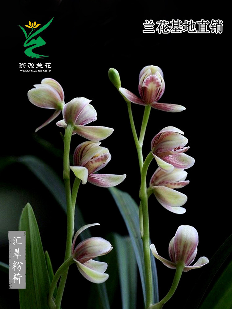 翁源兰花苗四季建兰名草汇翠粉荷高端带花浓香好易养室内绿植花卉