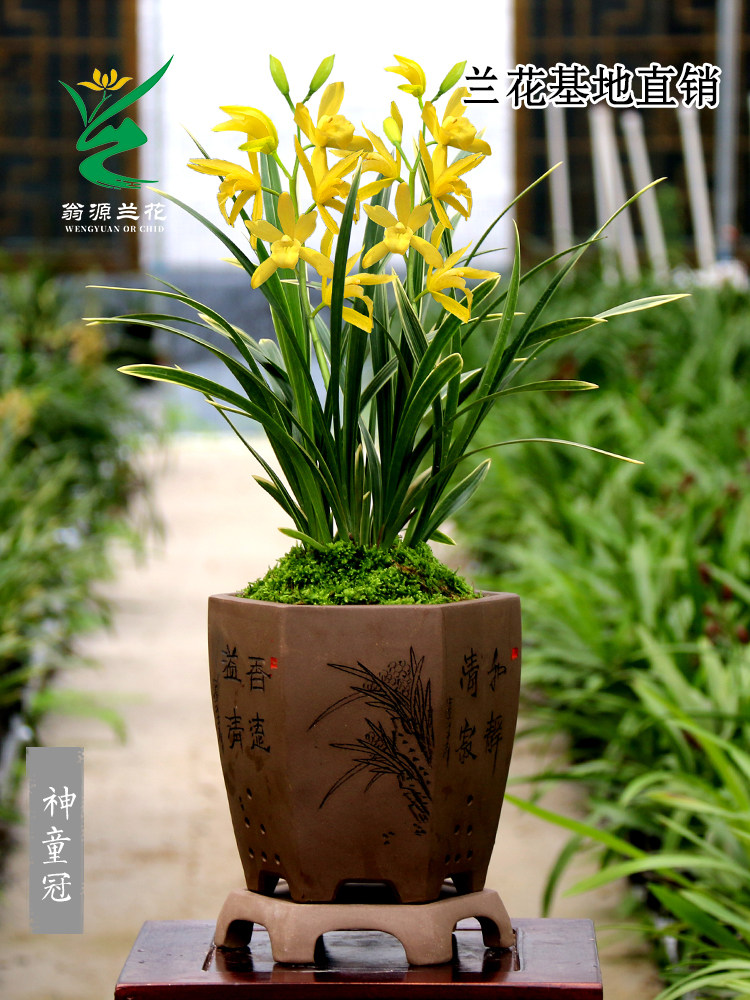 翁源兰花苗带金边建兰神童冠好养室内办公台面阳台绿植花卉原盆栽