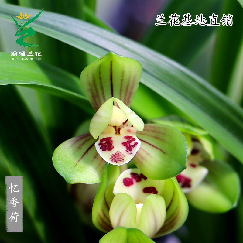 老种四季建兰忆香荷带花浓香好养