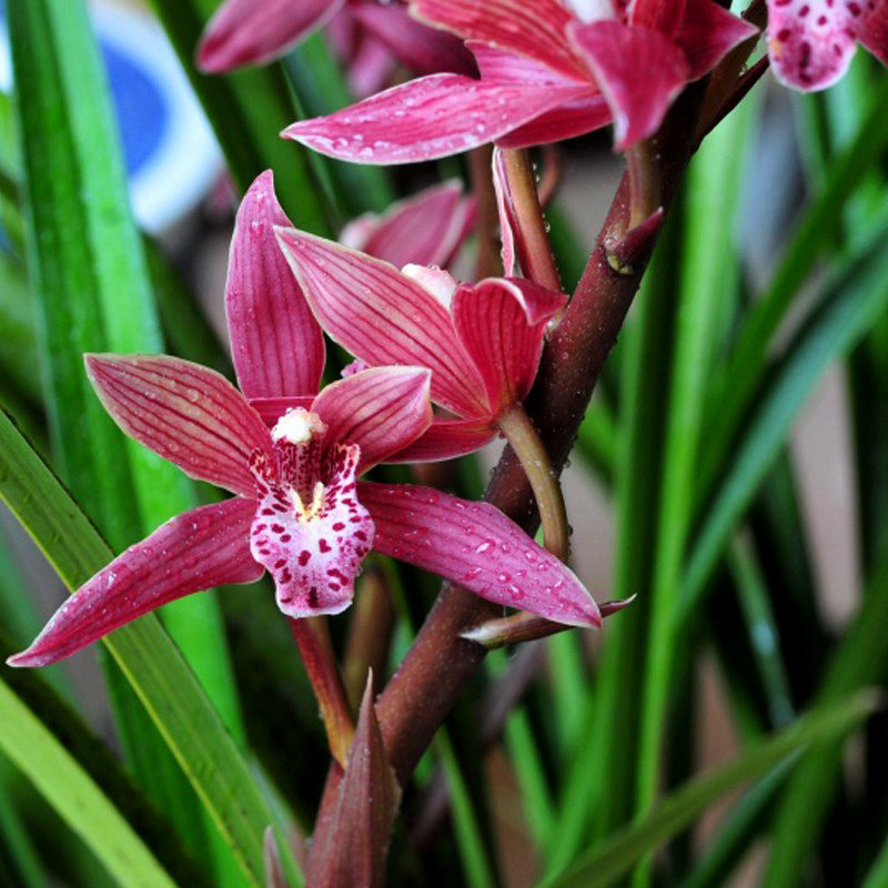 翁源兰花苗正品大花蕙兰紫元素韩国小姐红花带花浓香好养室内盆栽