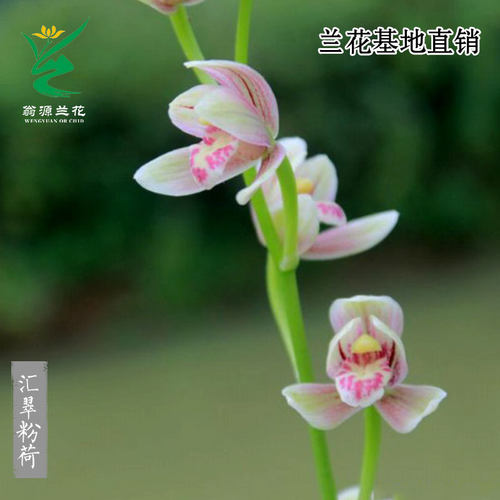 高端老种四季建兰汇翠粉荷带花香