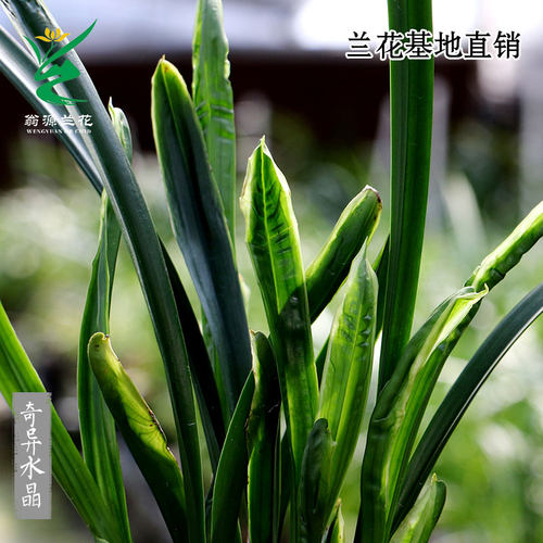 高端老种墨兰奇异水晶奇花艺草