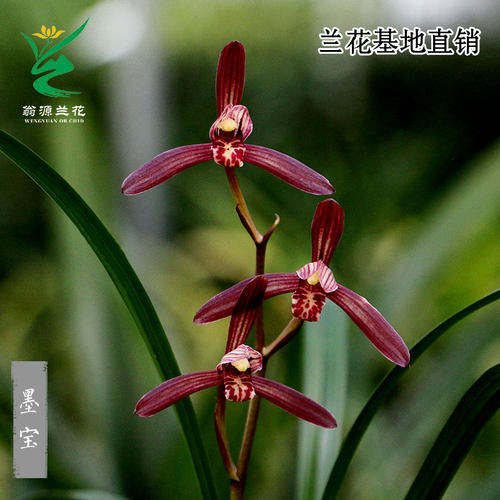 翁源兰花建兰墨宝色花浓香包对版