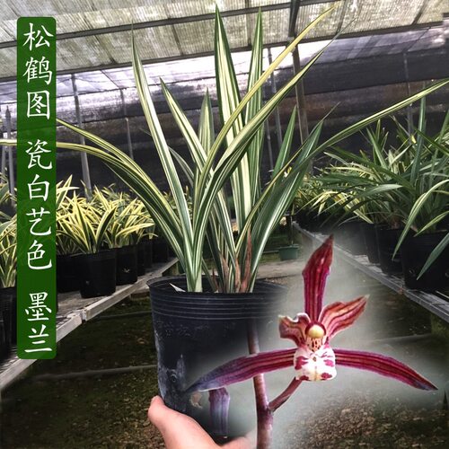 墨兰老种松鹤图红花瓷白艺带花香