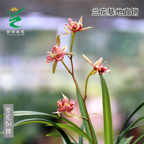 高端四季建兰花苗繁花似锦奇蝶花