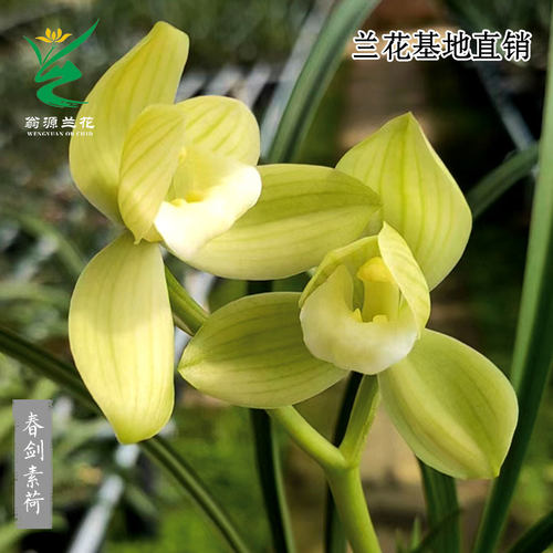 翁源兰花老种春剑素荷瓣花卉盆栽