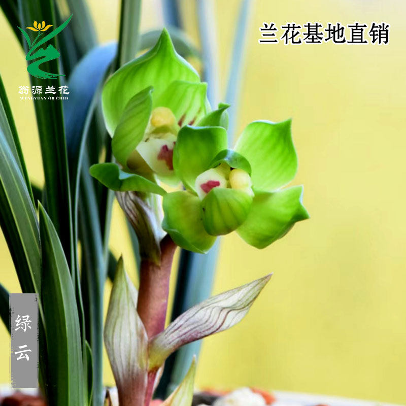 翁源兰花高端春兰铭品绿云皇后老种宋梅带花浓香好养室内花卉盆栽,鲜花速递/花卉仿真/绿植园艺,国兰/杂交兰/洋兰类,淘宝优惠券,粉丝福利购,淘宝优惠卷