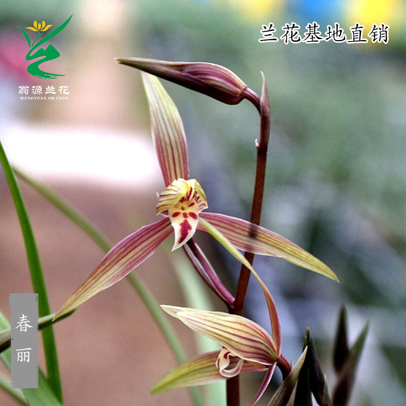 正品春兰春丽细叶红花带花好养香