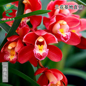 翁源兰花正品 大花蕙兰红花一路长红富贵临门带花浓香好养花卉盆栽