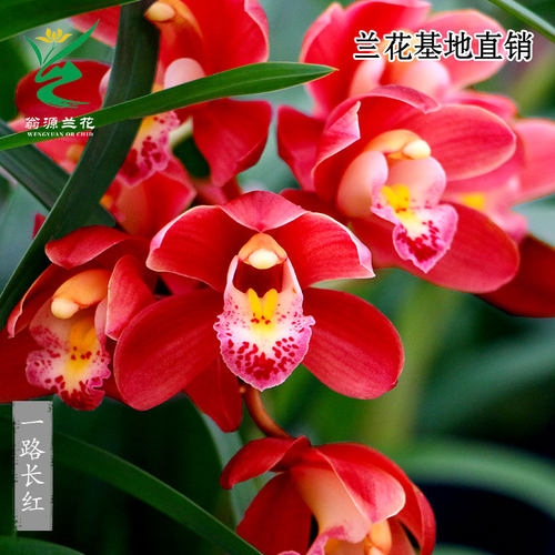 翁源兰花正品大花蕙兰红花带花香
