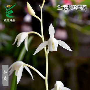 建兰老种秋雪素心白雪公主带花浓香好易养室内花卉 翁源兰花苗四季