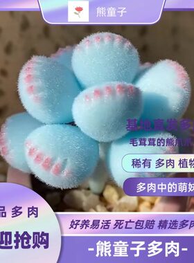 多肉熊爪植物熊童子【锦】黄色熊掌新款多肉室内阳台桌面盆栽