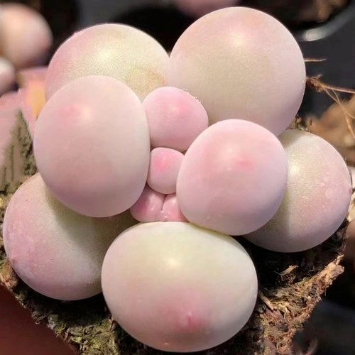 汤圆多肉植物手指奶酪