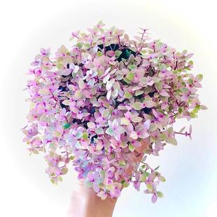 胭脂云多肉吊兰 小叶子油画婚礼喜庆四季好养植物盆栽易爆盆