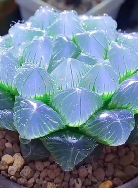 高级稀有玉露蓝色多肉植物蓝镜无暇冰灯玉露办公室十二卷室内盆栽