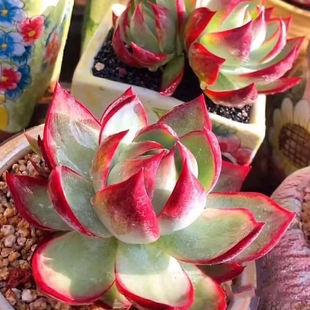 多肉植物惊鸿仙子办公室阳台组合盆栽趣味新手易养肉肉植物