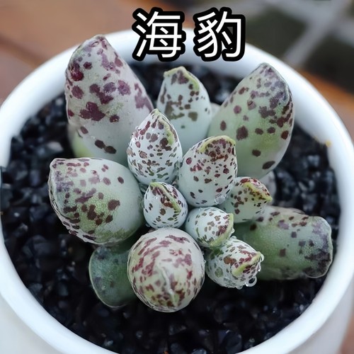海豹多肉植物水泡系奇趣