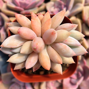 所罗门多肉植物肉嘟嘟超萌多肉天使手指韩国进口肉肉植物办公室