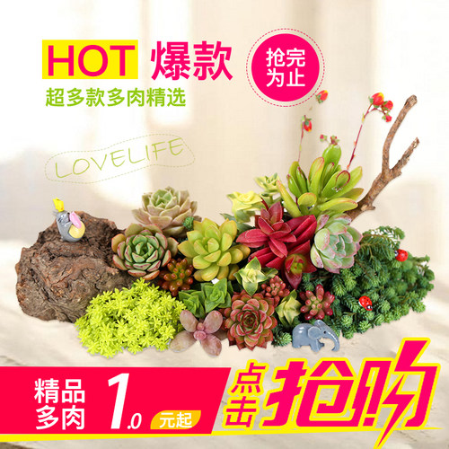 肉肉多肉植物组合盆栽小绿植玉露