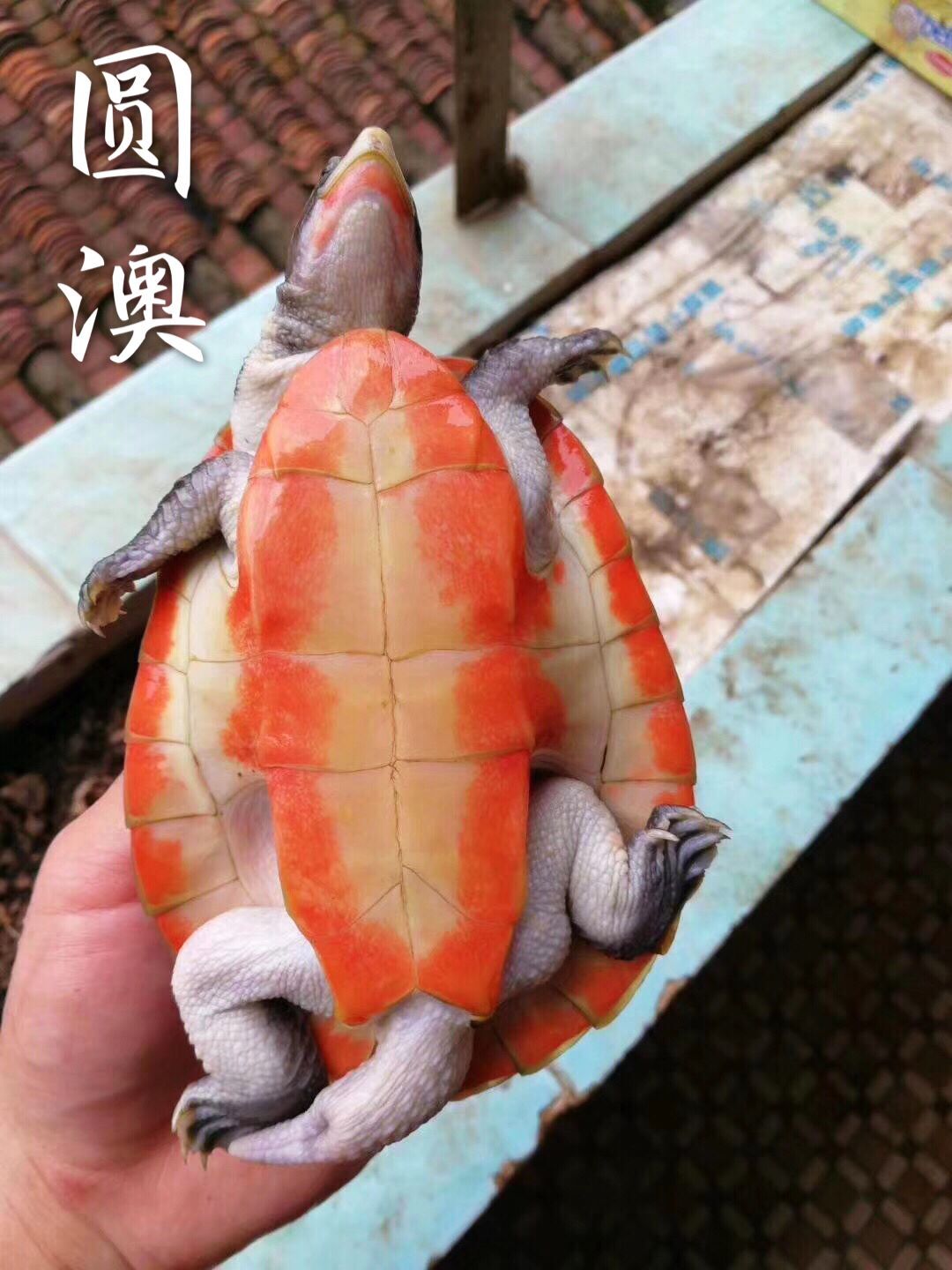 圆澳龟活体红底红腹龟甲圆澳苗可爱龟乌龟鱼缸龟混养龟长颈龟