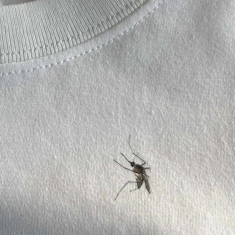 这是一只假蚊子，不信你打我试试