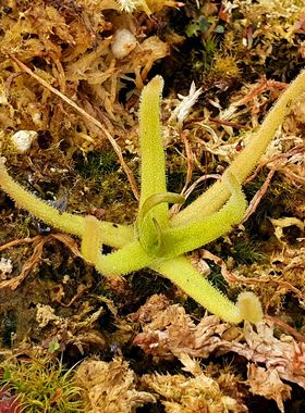 【丰收季】莫克提玛捕虫堇P. moctezumae2号  4.5CM