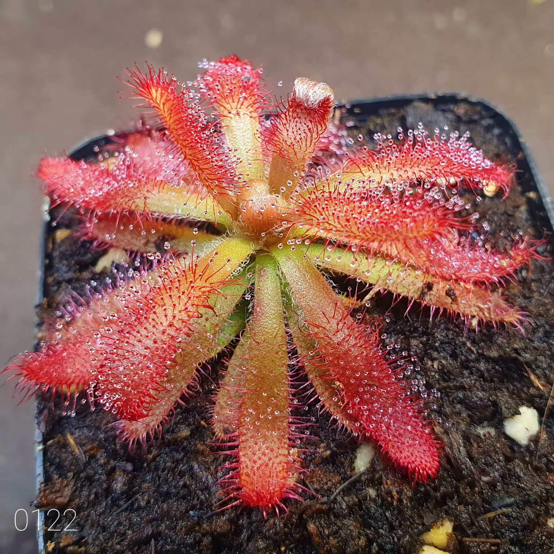 【丰收季】大莫古尔茅膏菜(香花) 4.7CM