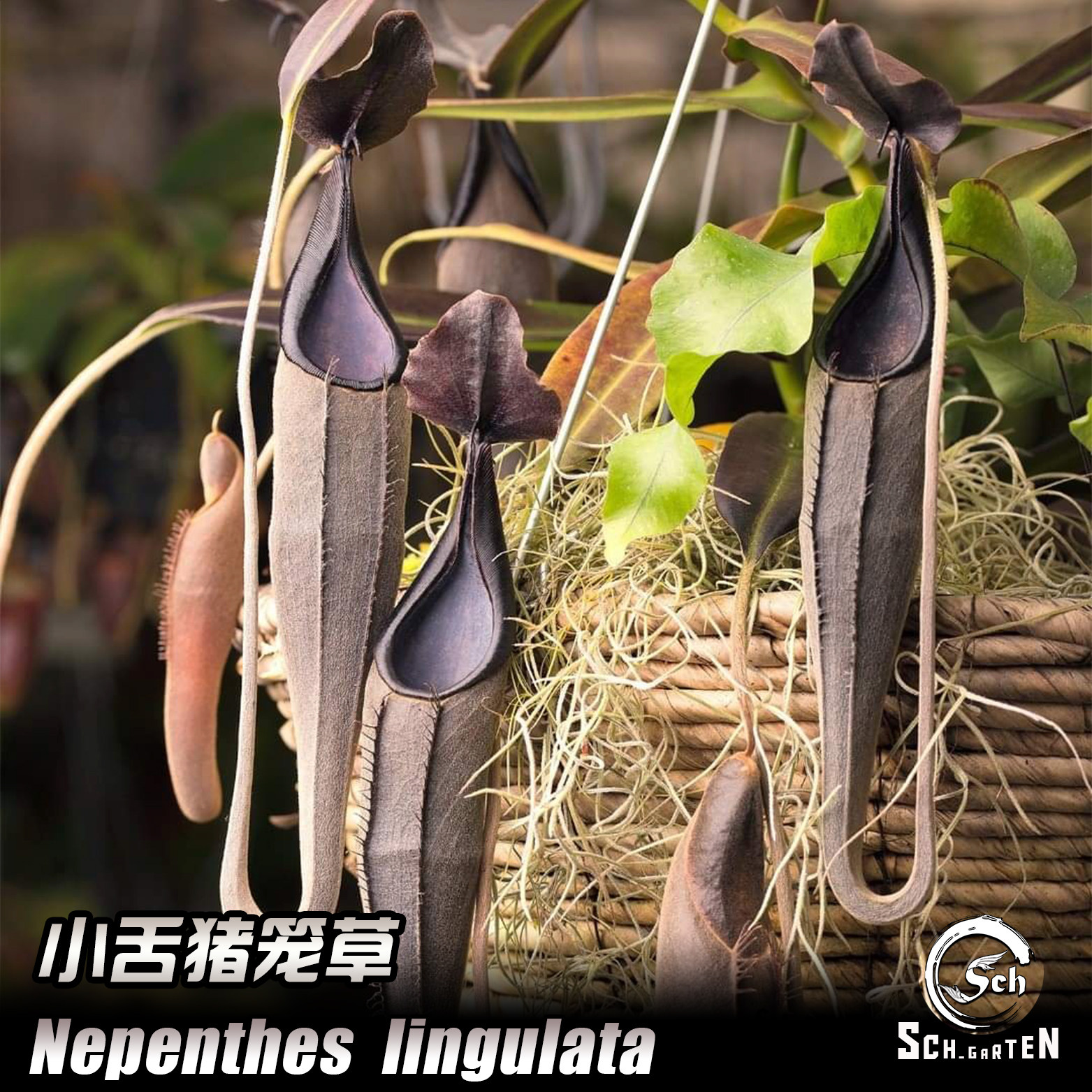 小舌猪笼草 | Nepenthes lingulata | 食虫植物
